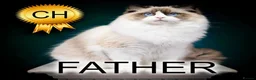 Ragdoll cats for sale: Ragdoll Kitten Boy | CHAMPION PARENTS TICA - Advert 2
