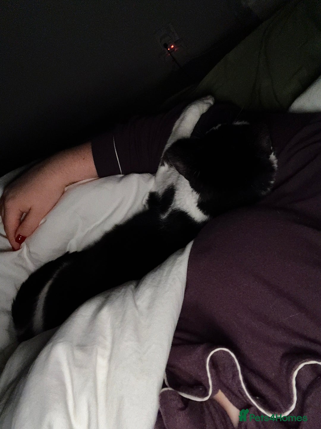 Domestic Shorthair cats for sale: Female Cat - Advert 5