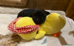 Labrador Retriever dogs for sale: Stunning Labrador Puppies - Image 19