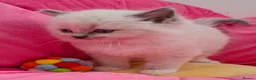 Ragdoll cats for sale: GSSF Four boys and 2 girls Ragdolls kittens  - Advert 16