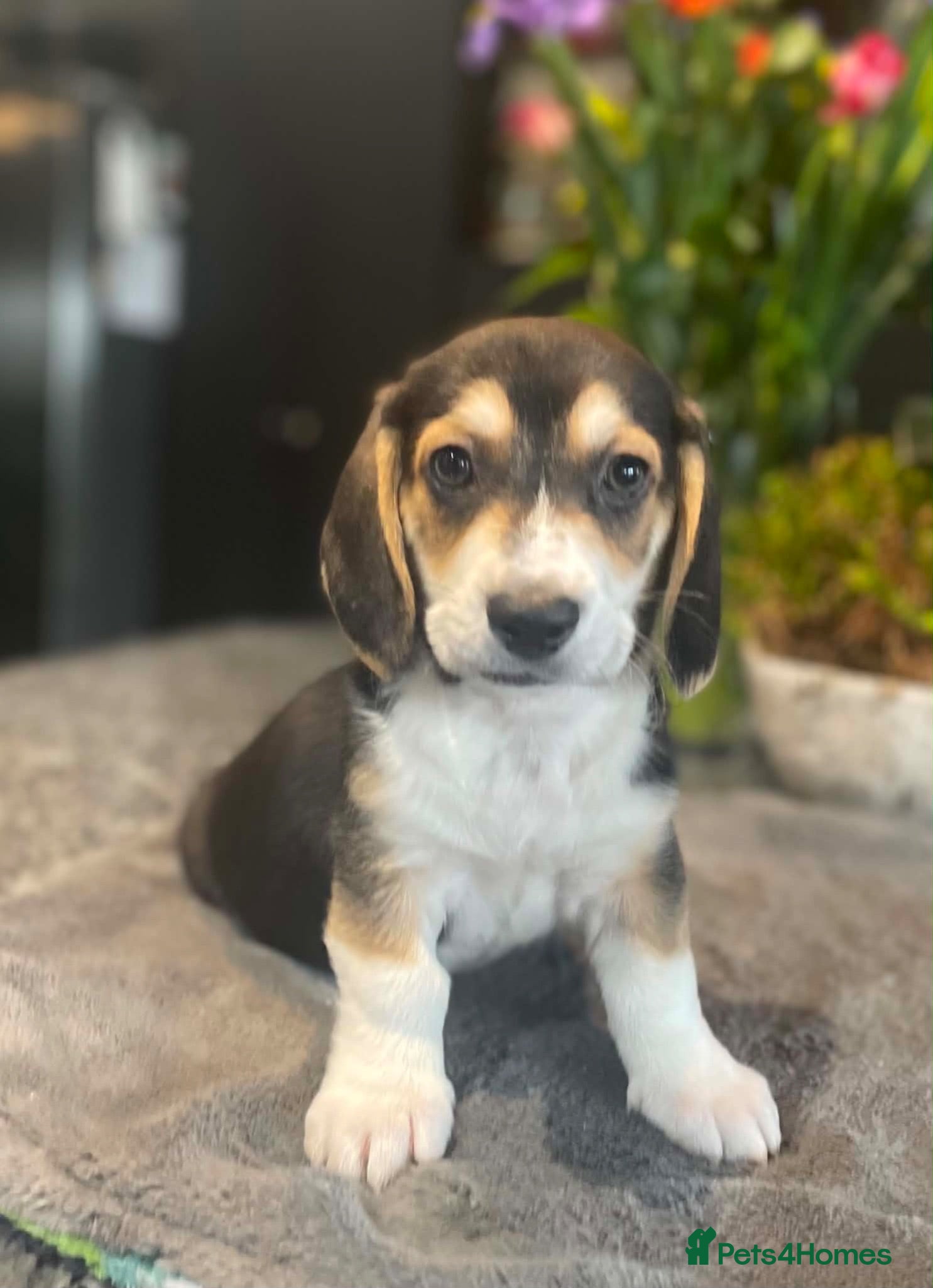 Mixed Breed dogs Beautiful Corgi cross basset pups 🐾 - Advert 21