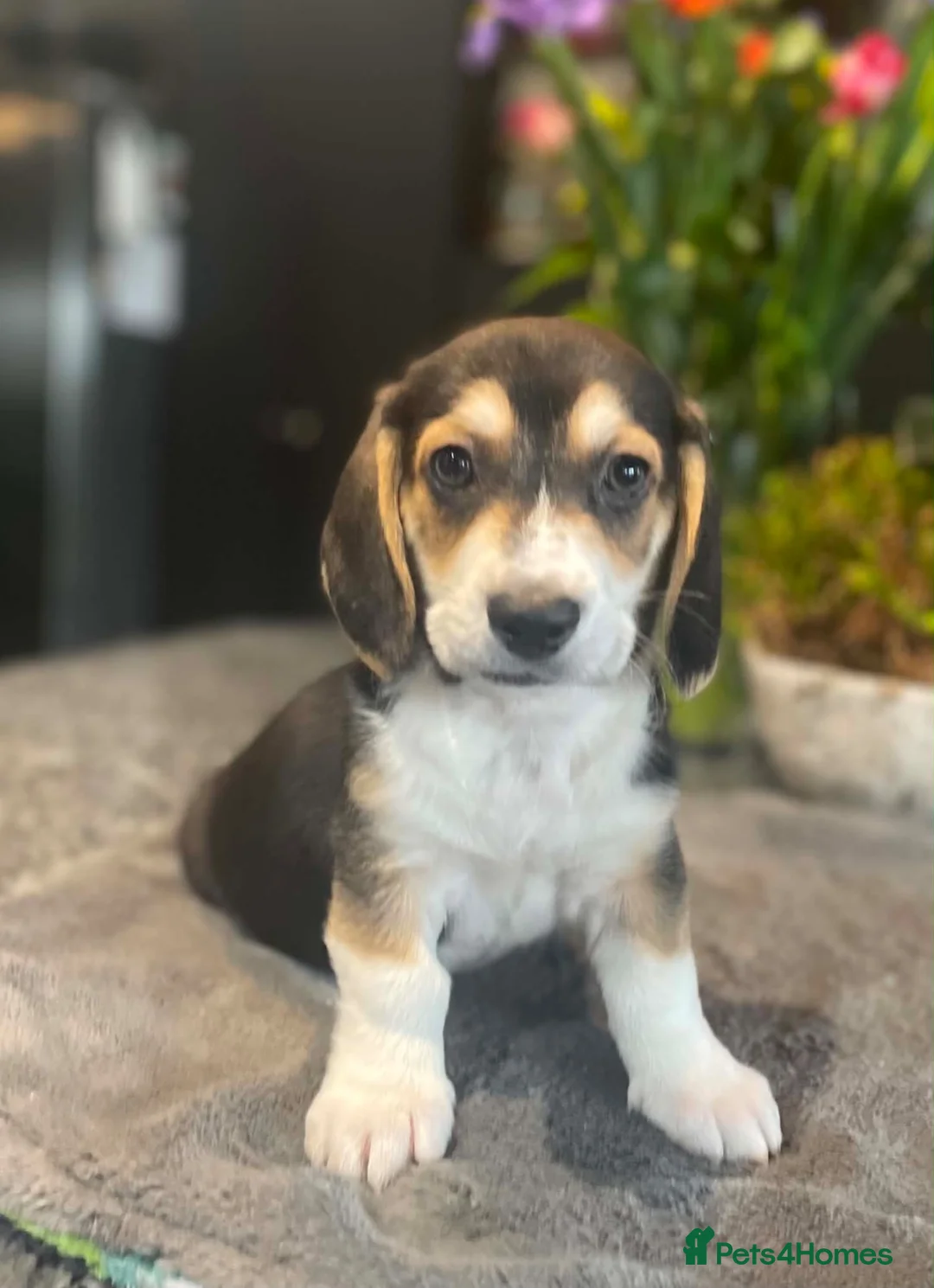 Mixed Breed dogs for sale: Beautiful Corgi cross basset pups 🐾 - Advert 1