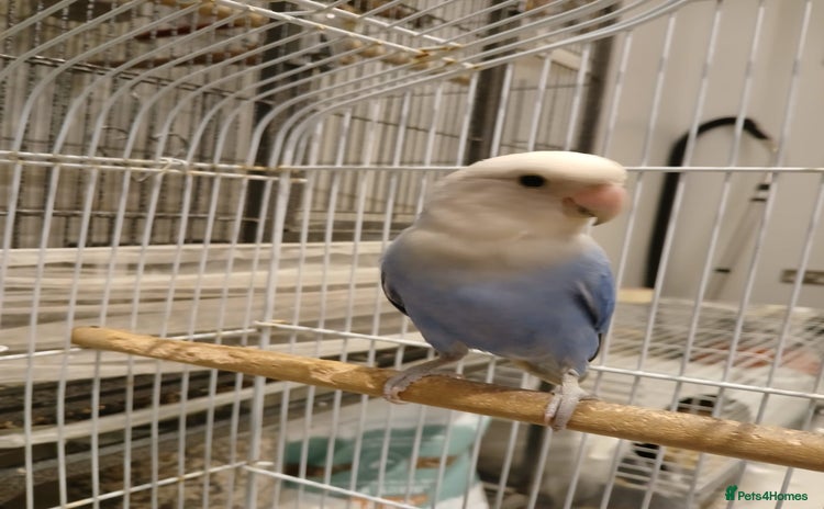 Lovebirds birds - Advert 5