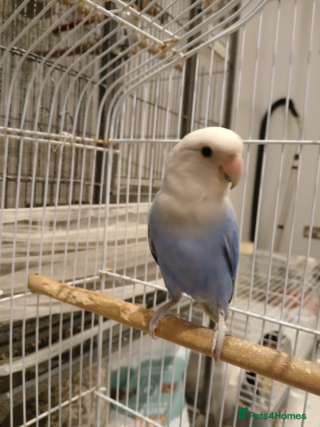 Lovebirds birds for sale: Love bird rescue  - Image 1