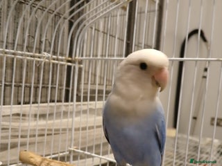 Lovebirds birds - Advert 9