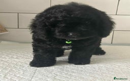 Cockapoo dogs for sale: Nobody chose me - Image 2