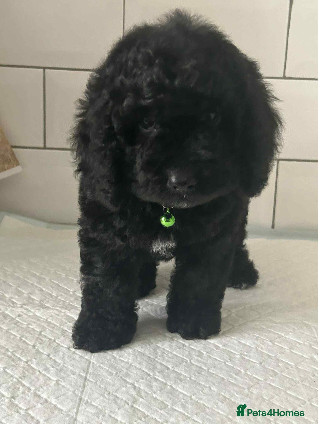 Cockapoo dogs for sale: Nobody chose me - Image 2