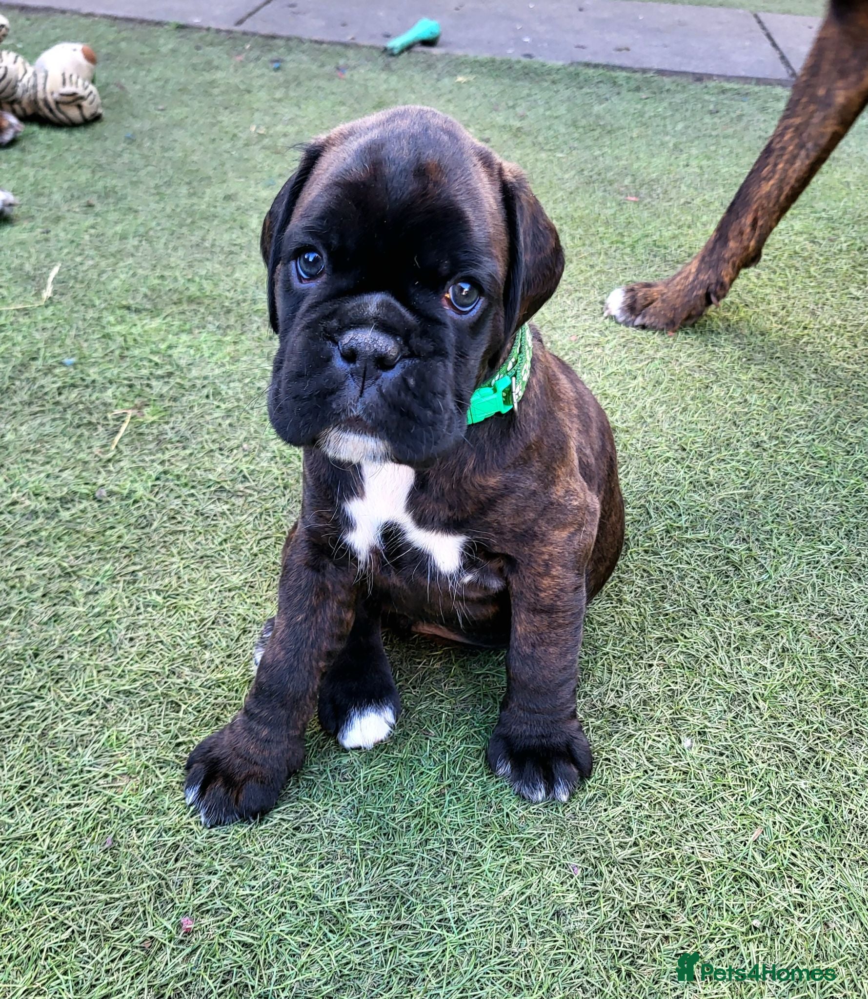 Boxer dogs Amazing bobtail/ tailed boxer puppy - Advert 5