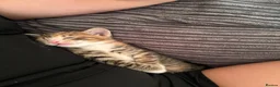 Mixed Breed cats for sale: 🐾 LAST KITTEN AVAILABLE 🐾 in Ashford - Advert 4