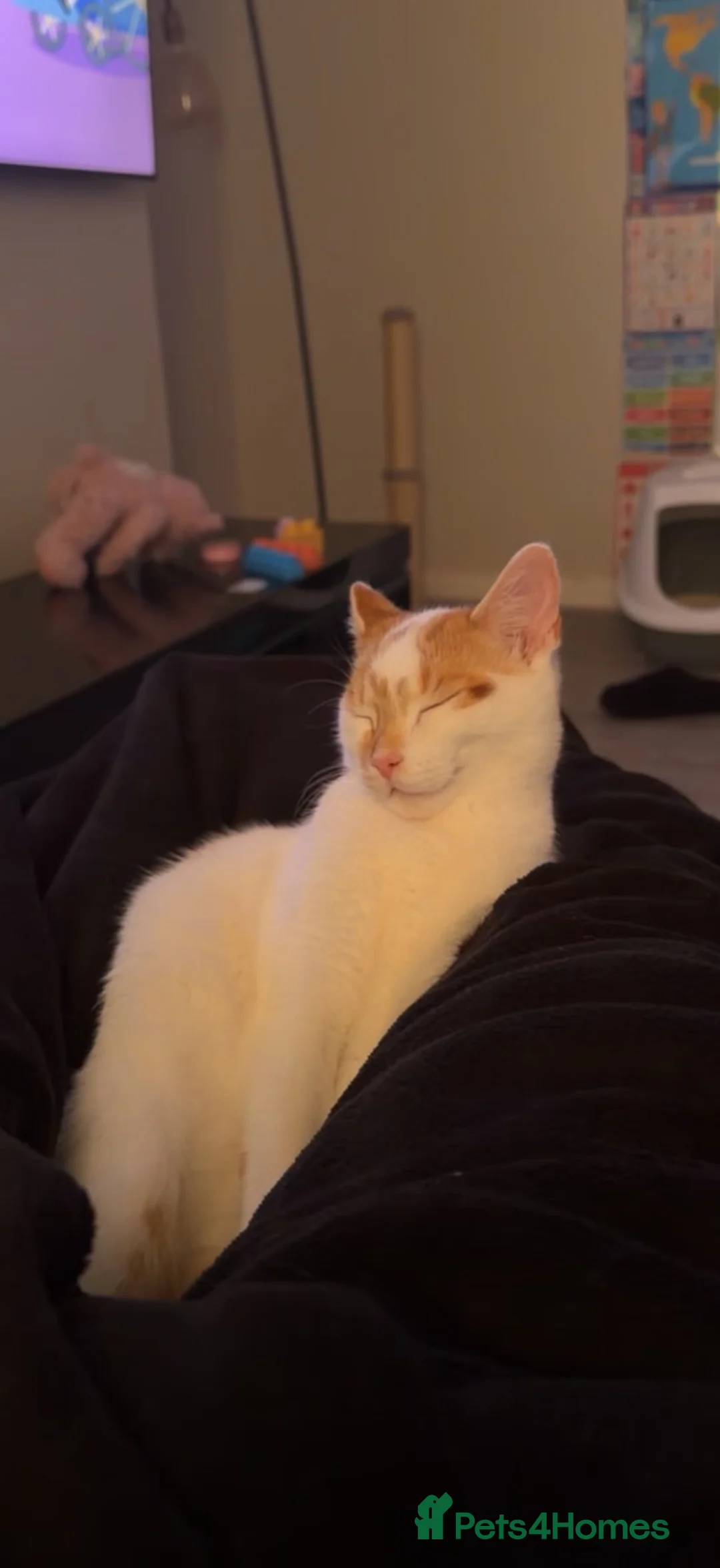 Domestic Shorthair cats for sale: 5-6 month old kitten  in Sheffield - Advert 2