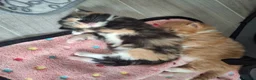 Domestic Shorthair cats for sale: 2 kittens: 1 ginger male and 1 tortie girl - Advert 9
