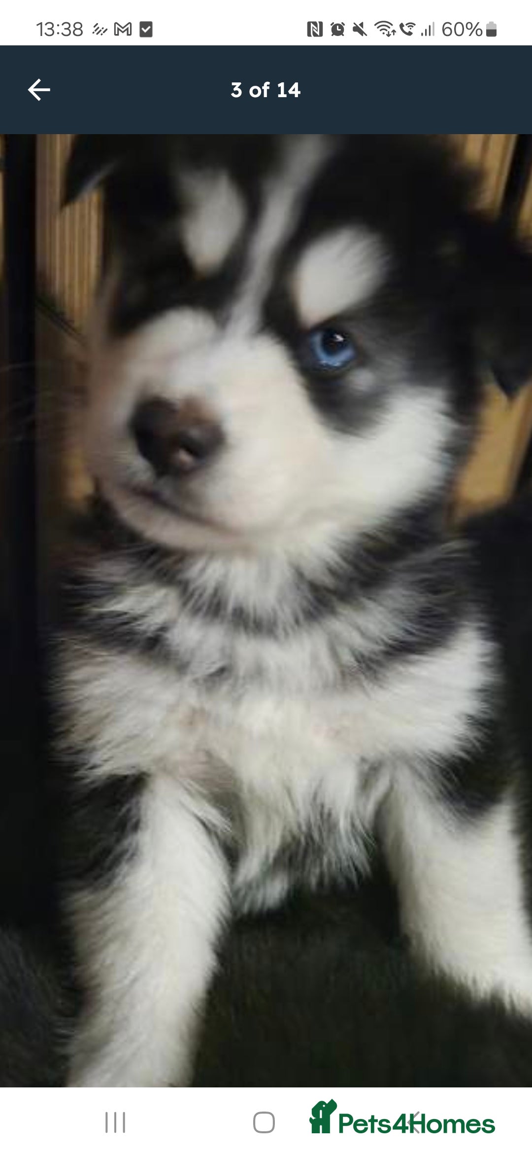 Alaskan Malamute dogs Alaskan malamute x huskie❤️ - Advert 1