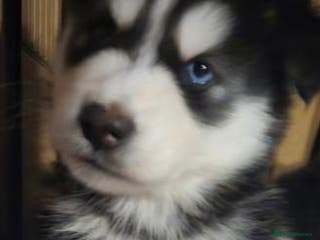 Alaskan Malamute dogs Alaskan malamute x huskie❤️ - Advert 16