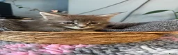 Maine Coon cats for sale: Beautiful Maine Coon kittens **READY NOW*** - Advert 3