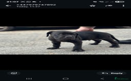 Cane Corso dogs for sale: Last 3 of the 10 cane cane corso puppys left  - Image 12
