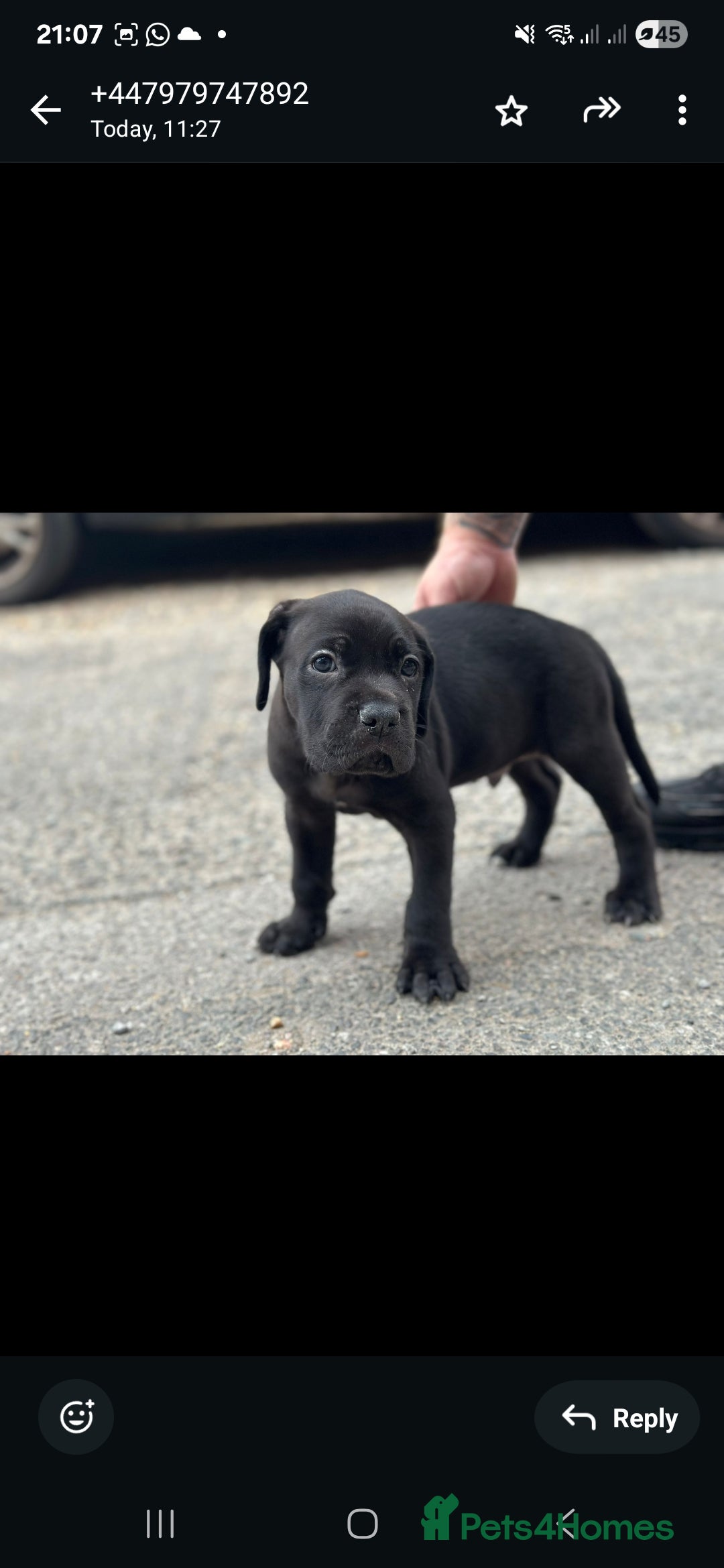 Cane Corso dogs for sale: Last 3 of the 10 cane cane corso puppys left  - Image 12