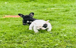 French Bulldog dogs for sale: 🏆KC registered, Standard French Bulldog Puppies🏆 - Image 20