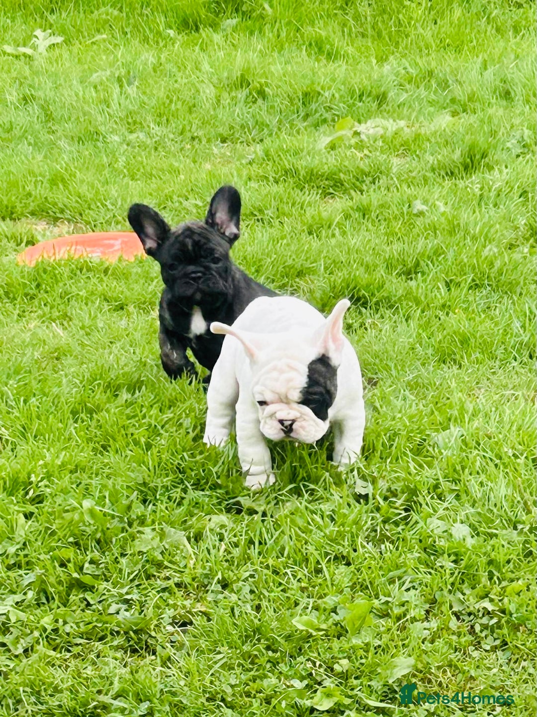 French Bulldog dogs for sale: 🏆KC registered, Standard French Bulldog Puppies🏆 - Image 20