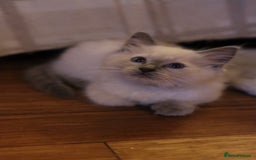 Ragdoll cats for sale: Ragdoll Kittens, One male and one female.  - Image 7