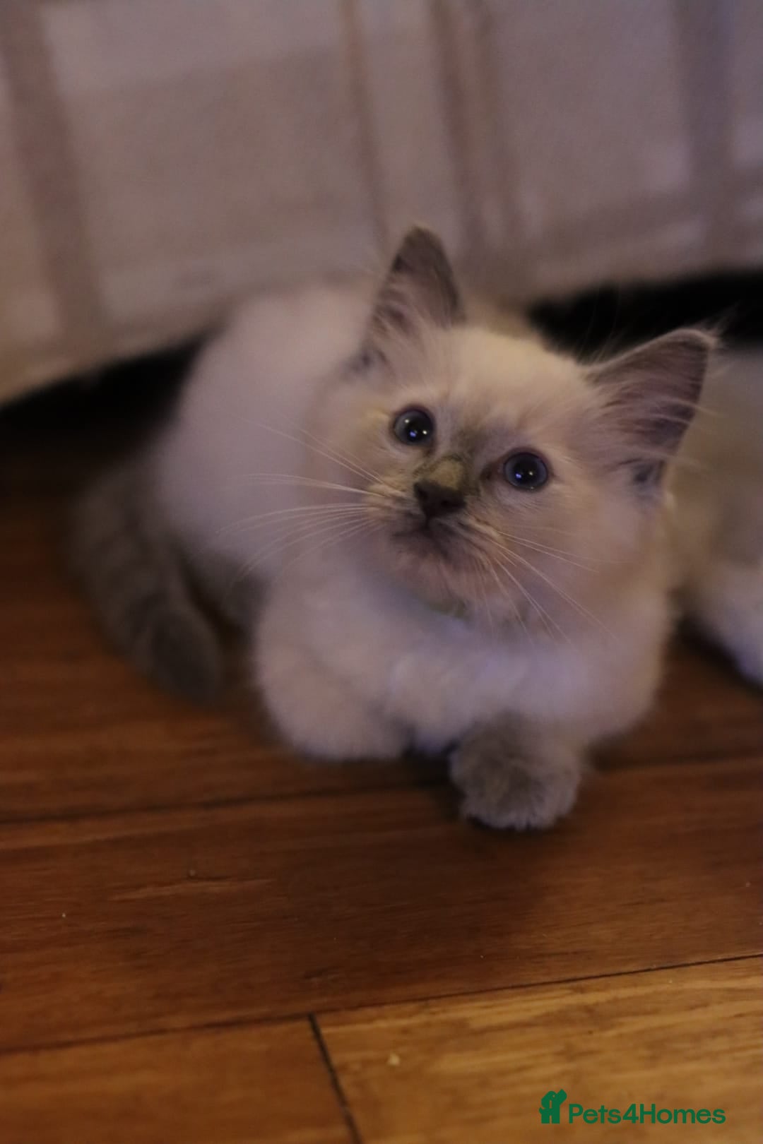 Ragdoll cats for sale: Ragdoll Kittens, One male and one female.  - Image 7
