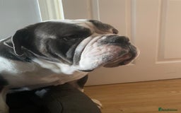 Olde English Bulldogge dogs for sale: 6 year boy needs new home - Image 2