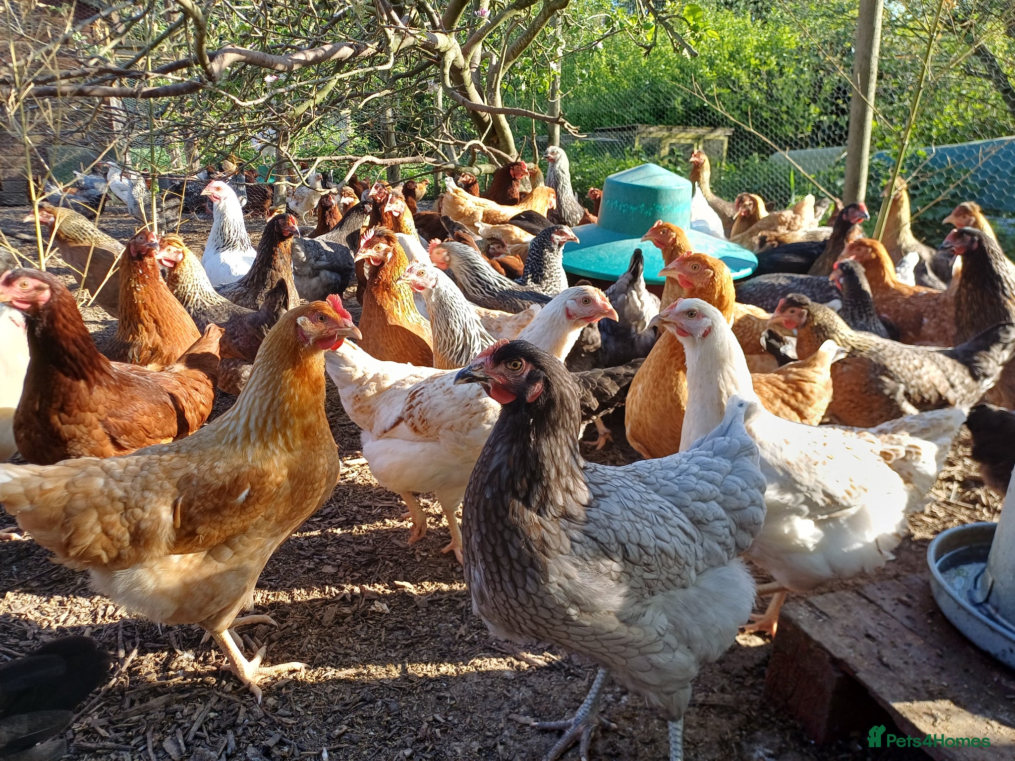 Chickens poultry Point of lay Chickens  - Advert 1