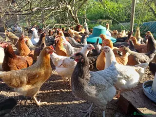 Chickens poultry Point of lay Chickens - Advert 1