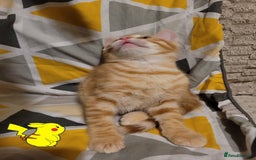 Bengal cats for sale: 💖🐱🐯Cute Half Bengel Kittens🐆🐈‍⬛💖 - Image 11