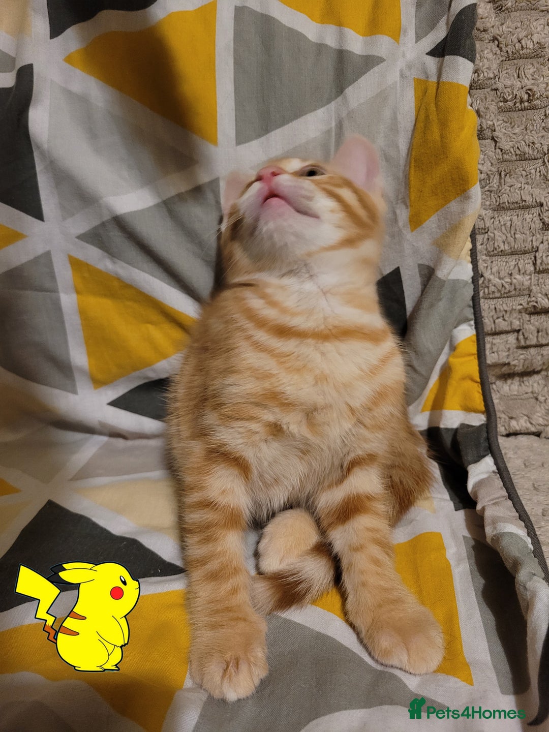 Bengal cats for sale: 💖🐱🐯Cute Half Bengel Kittens🐆🐈‍⬛💖 - Image 11