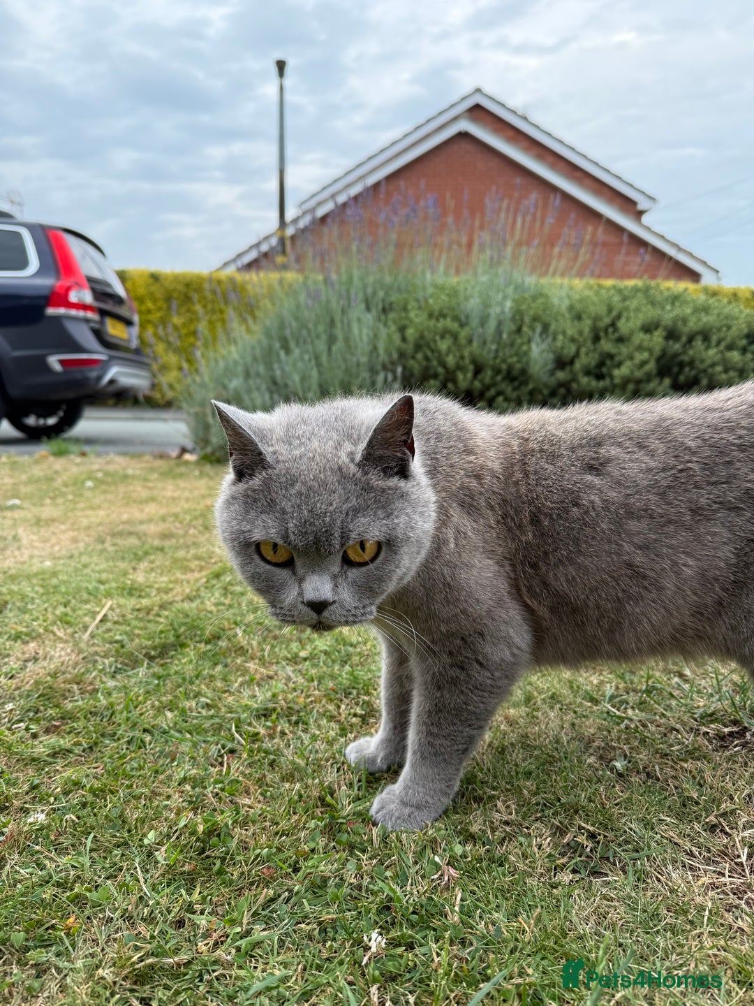 British Shorthair cats for sale: Beautiful 3 year old British blue short haired   - Image 3
