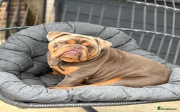 English Bulldog dogs for sale: Experienced bulldog lover wanted! 1 year old  - Image 3