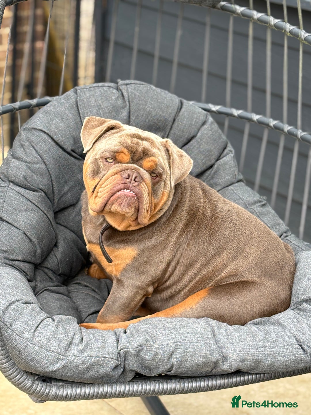 English Bulldog dogs for sale: Experienced bulldog lover wanted! 1 year old  - Image 3