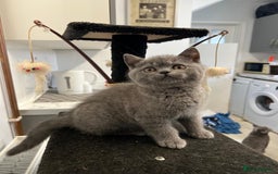 British Shorthair cats for sale: 🐈TOP QUALITY GCCF registered BRITISH SHORTHAIR✨ - Image 9
