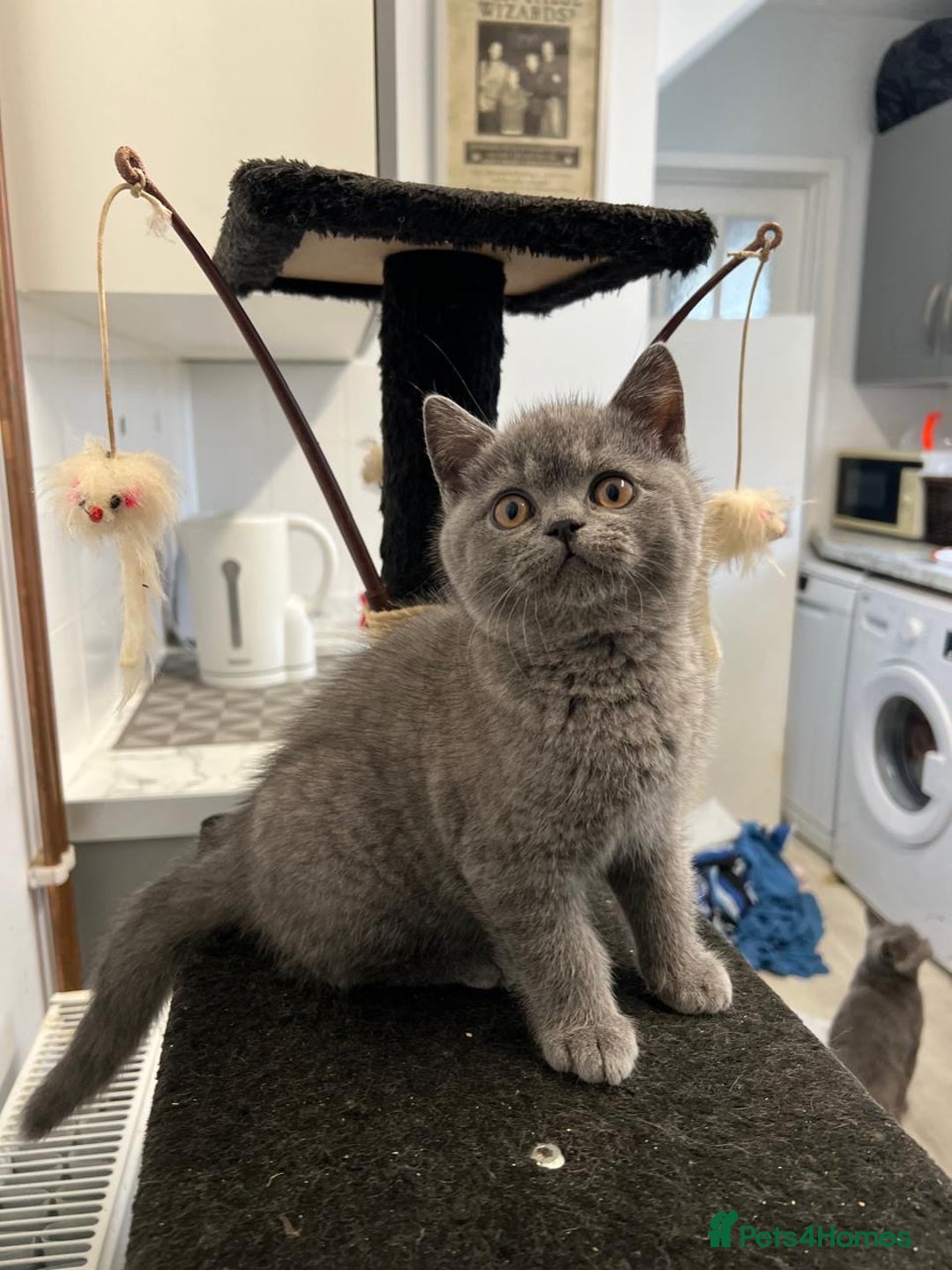 British Shorthair cats for sale: 🐈TOP QUALITY GCCF registered BRITISH SHORTHAIR✨ - Image 9