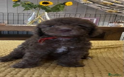 Cockapoo dogs for sale: Cockapoo puppies  - Image 17