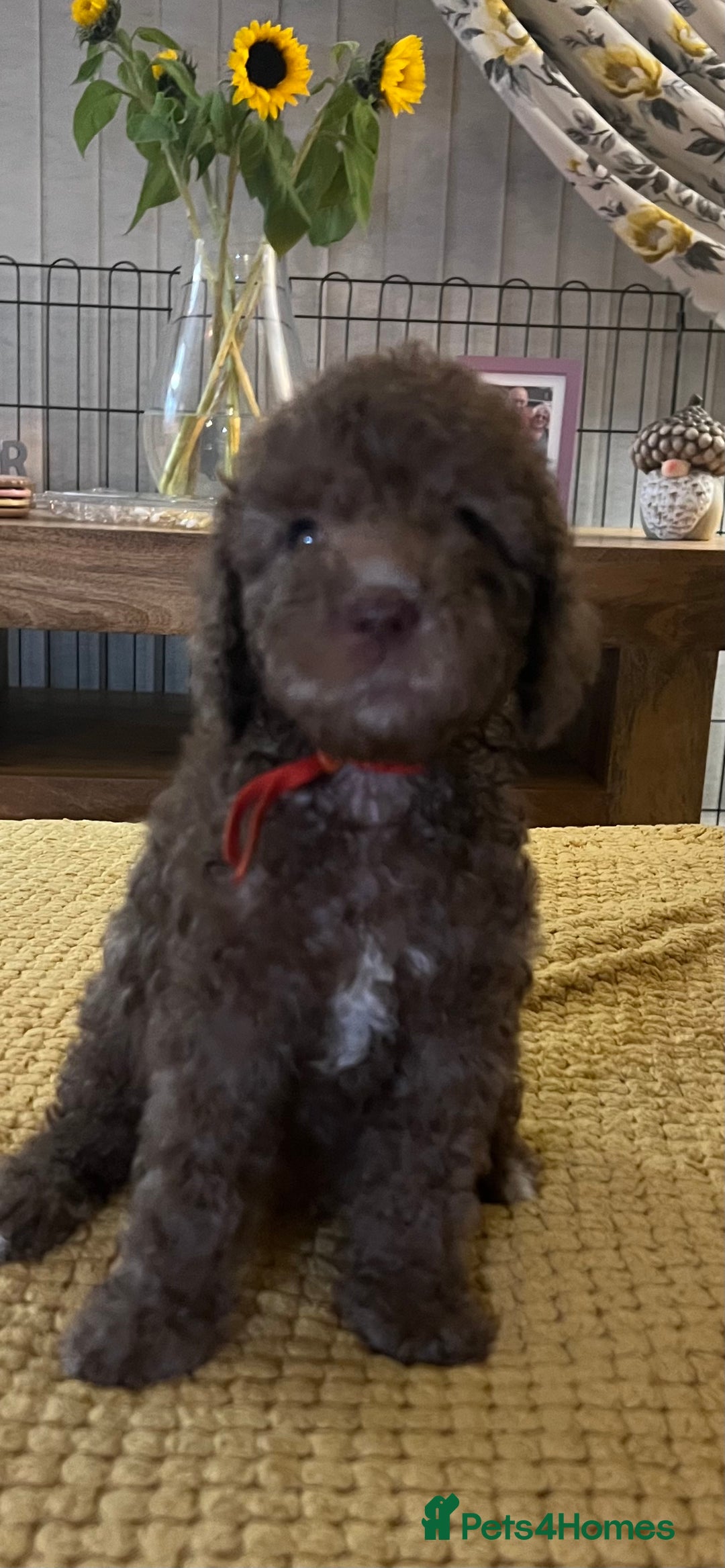Cockapoo dogs for sale: Cockapoo puppies  - Image 17