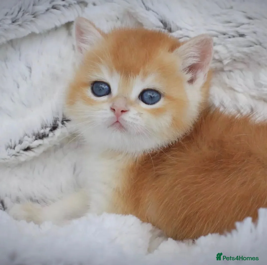 British Shorthair cats for sale: Beautiful golden shaded British shorthairs kittens - Advert 2