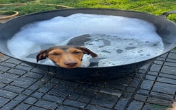 Dachshund dogs for sale: Dachshund Pups need new home - Image 3