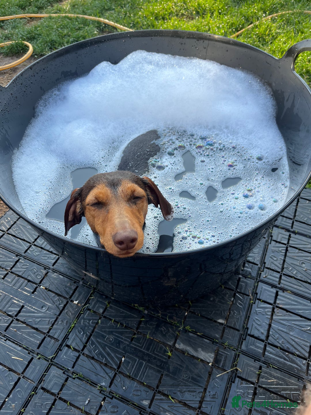 Dachshund dogs for sale: Dachshund Pups need new home - Image 3