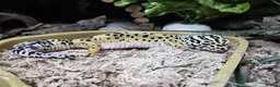 Leopard Gecko reptiles for sale: Female leopard gecko for sale  - Advert 2