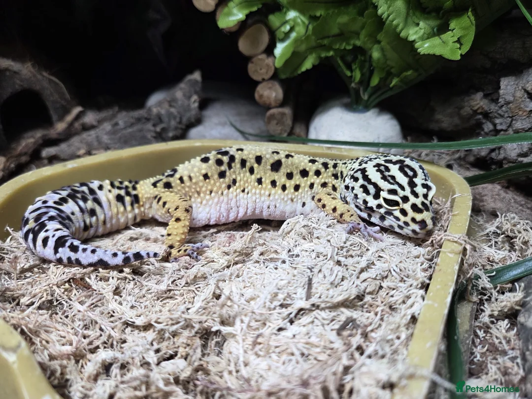 Leopard Gecko reptiles for sale: Female leopard gecko for sale  - Advert 2