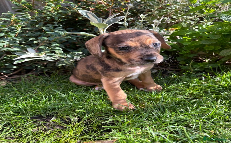 Mixed Breed dogs - Advert 6