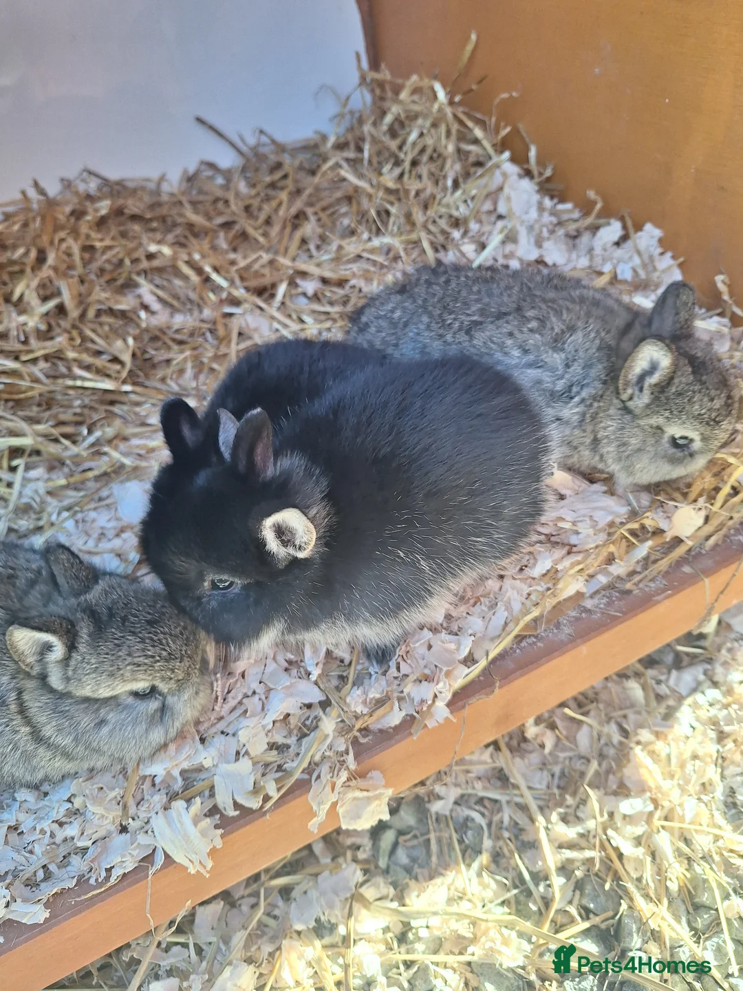 Netherland Dwarf rabbits for sale: Purebred Netherland Dwarf Rabbits in Salisbury - Advert 6