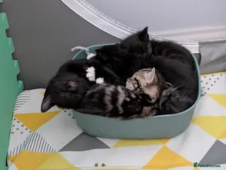 Mixed Breed cats Kittens available near Worksop/Retford - Advert 16