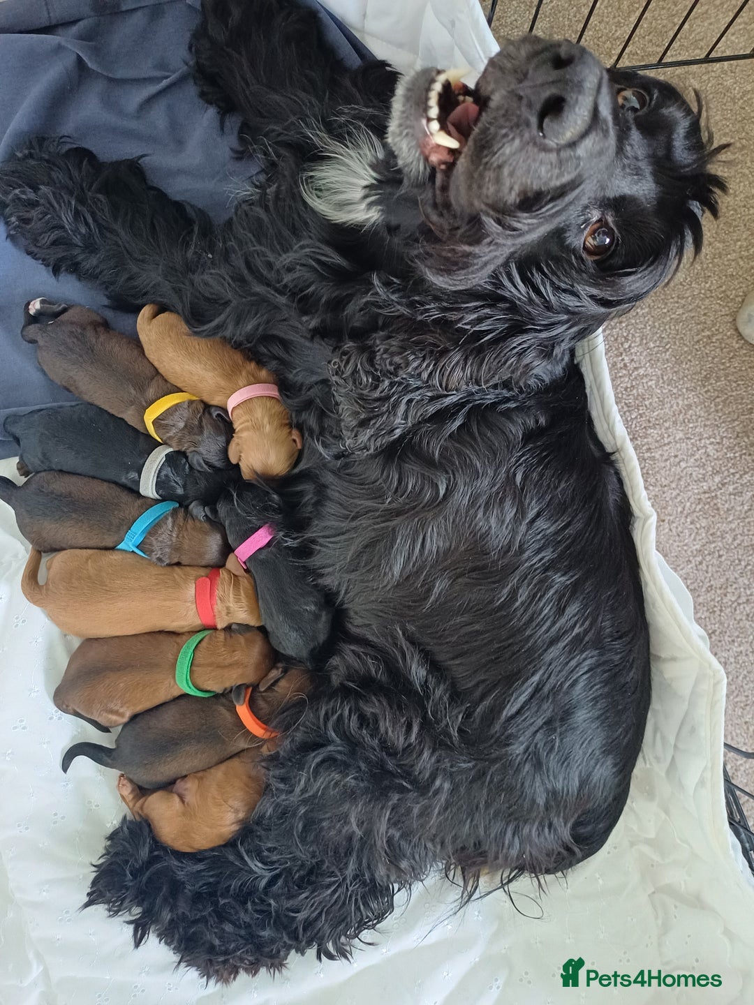 Cockapoo dogs for sale: F1 Toy Cockapoos - Image 13