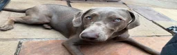 Labrador Retriever dogs for sale: Spirited Young Silver Labrador KC Reg in Congleton - Advert 3