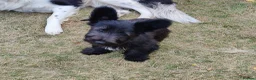 Skye Terrier dogs for sale: Skye terrier girl - Advert 3