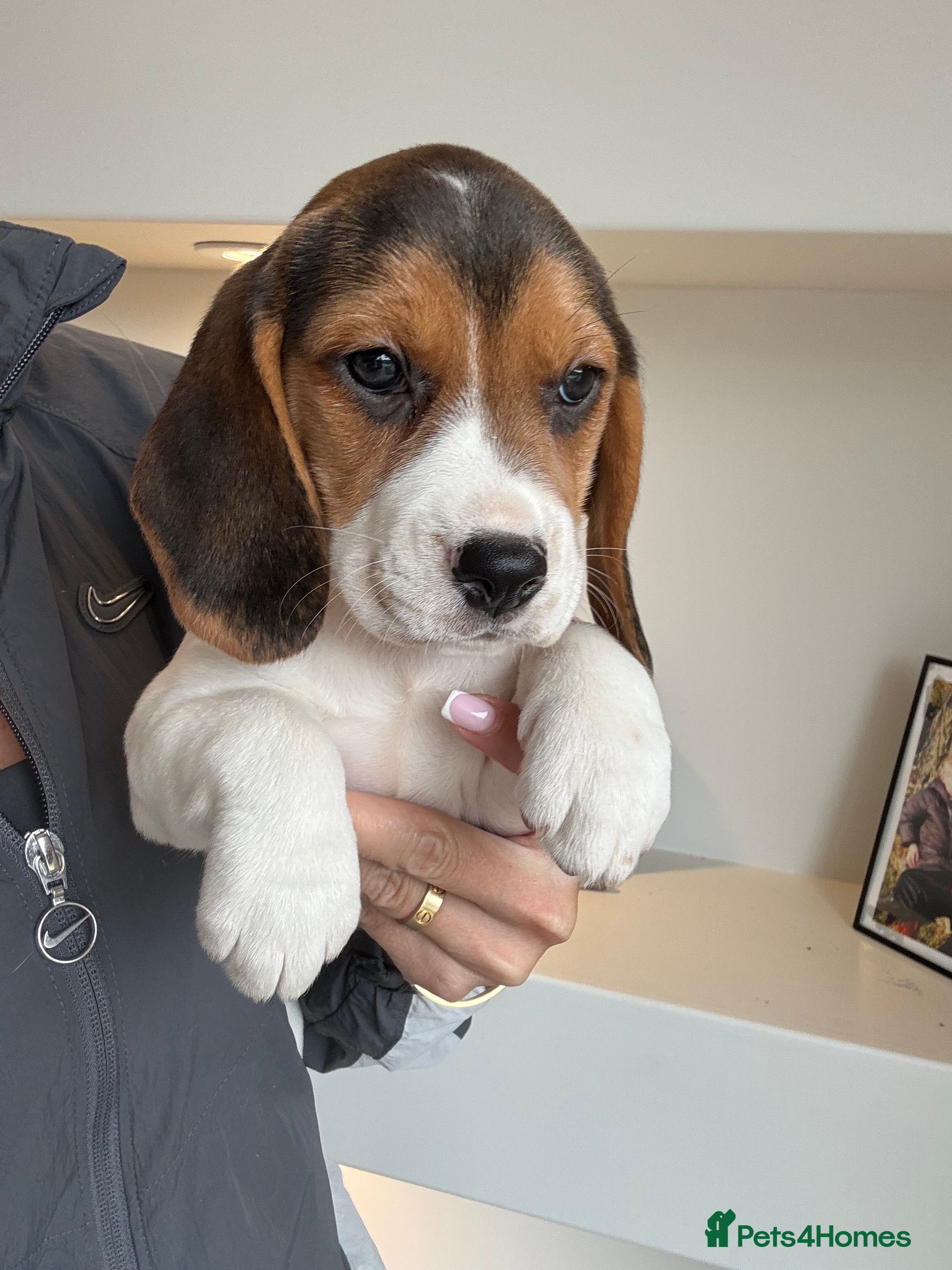 Beagle dogs KG REGISTERED BEAGLE 100% TRUE TO TYPE  - Advert 2
