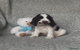 Cocker Spaniel dogs for sale: Ready Now! KC Show Type Cocker Spaniel Pups  - Image 10
