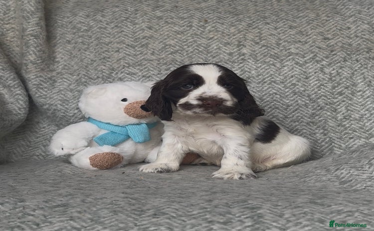 Cocker Spaniel dogs - Advert 14